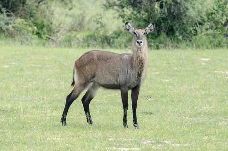 134 - Antilope De Agua - parque nacional de las cataratas Murchison - Uganda